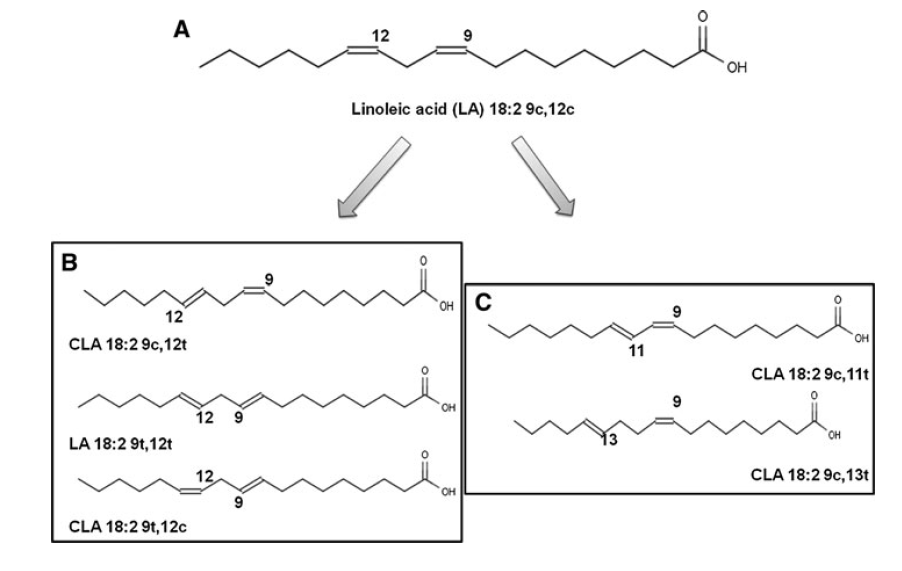 trans fatty acid diagram