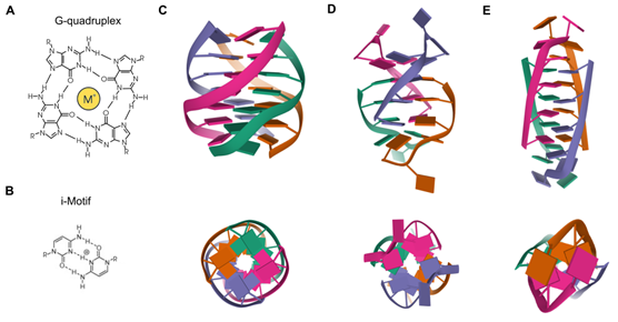 Quadruplex Structures: Cancer Therapeutic Targets | Encyclopedia MDPI