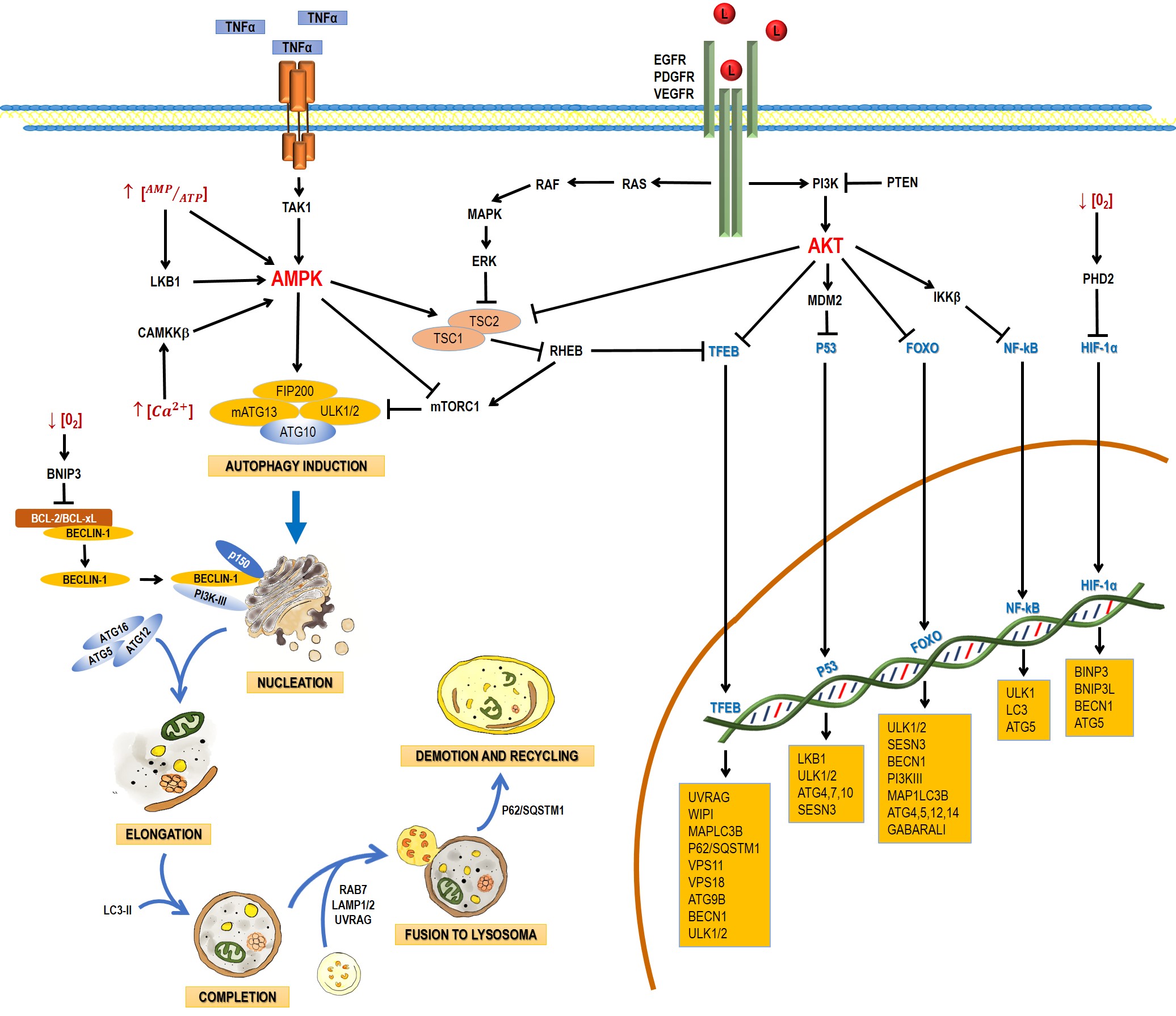 Figure1