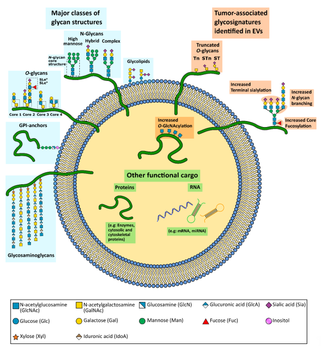 Glycosylation Of Cancer Extracellular Vesicles Encyclopedia