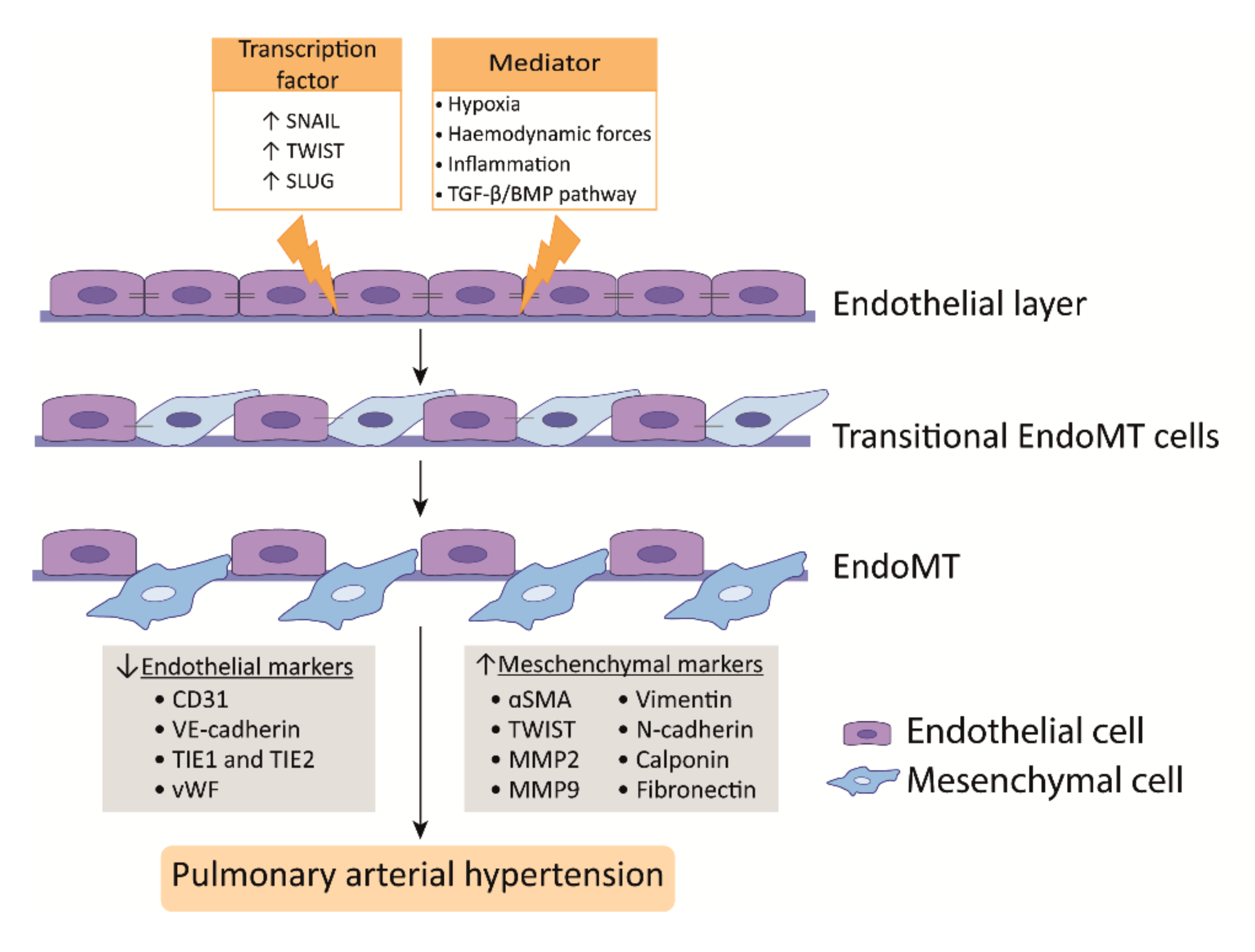 Endothelial Cell Dysfunction Encyclopedia