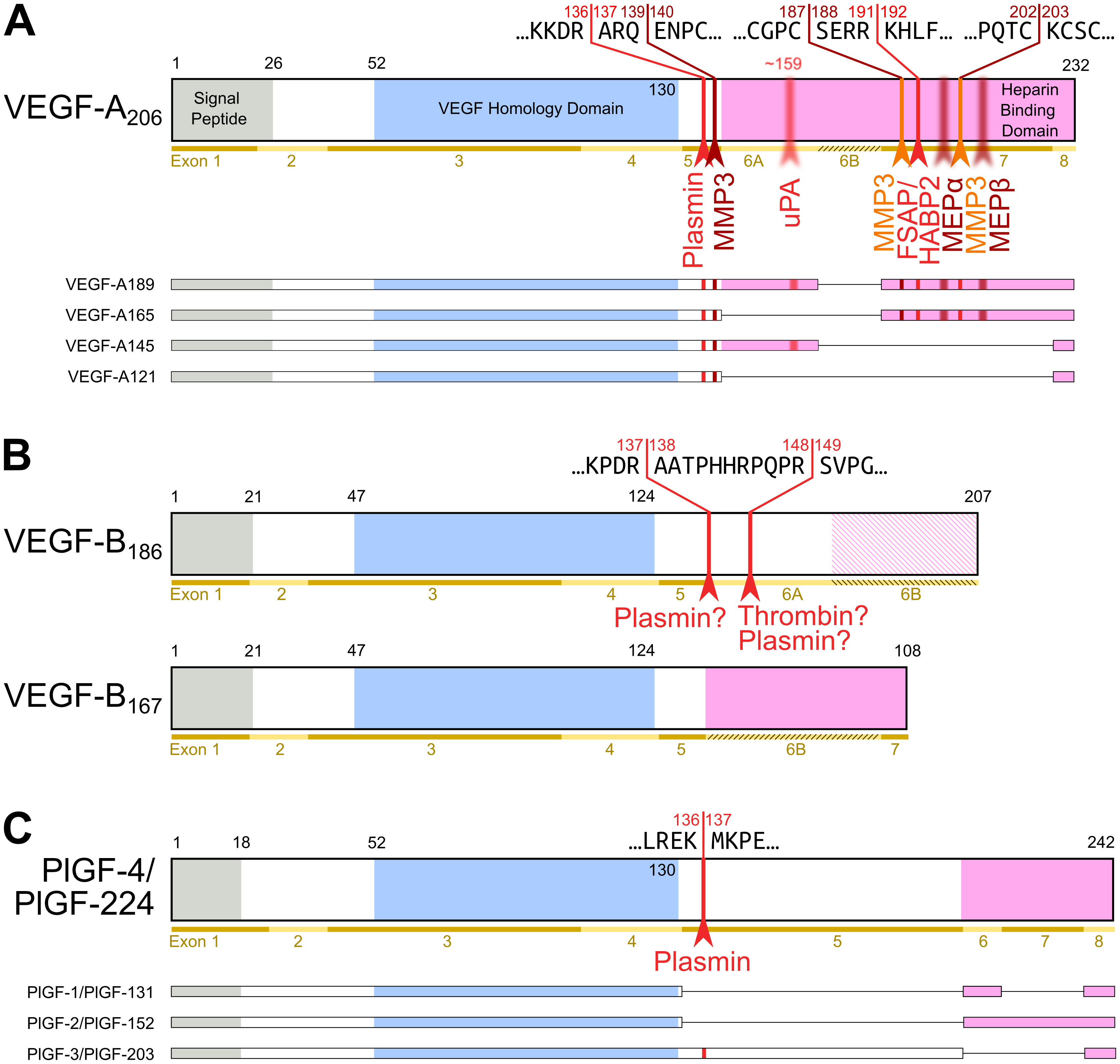 mRNA splice and proteolytic isoforms of VEGF-A, PlGF and VEGF-B