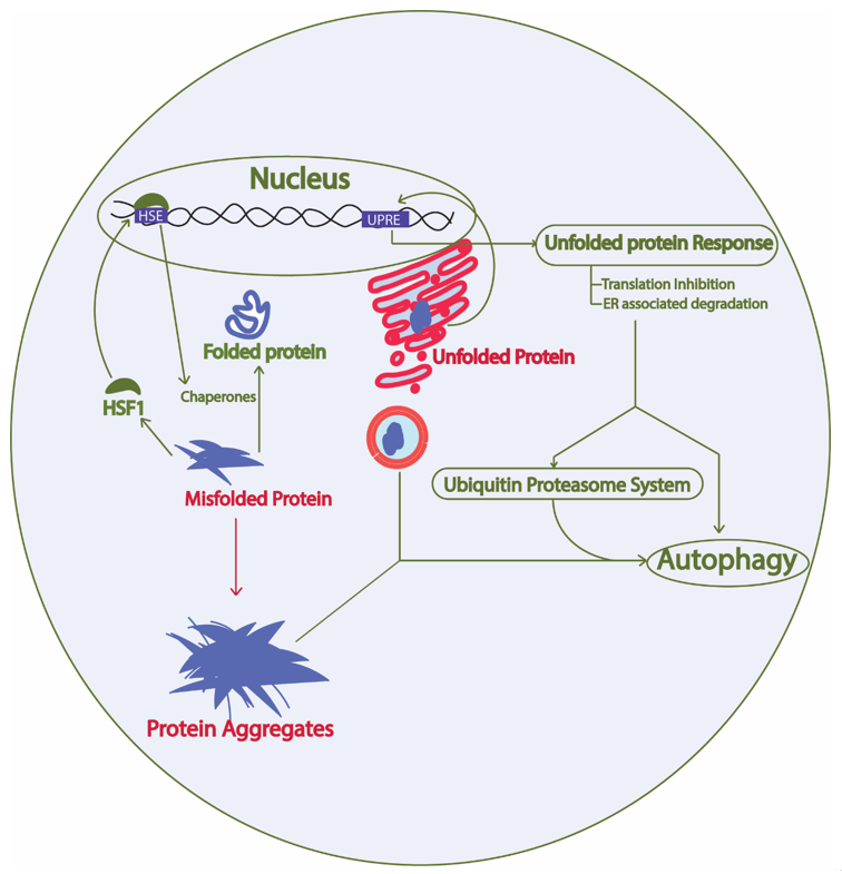 Protein Homeostasis Network in Yeast