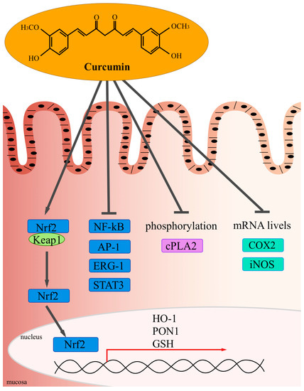 Curcumin activity in the mucosa.