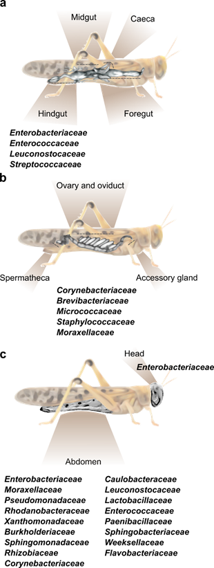 Locusta - Encyclopedia of Life