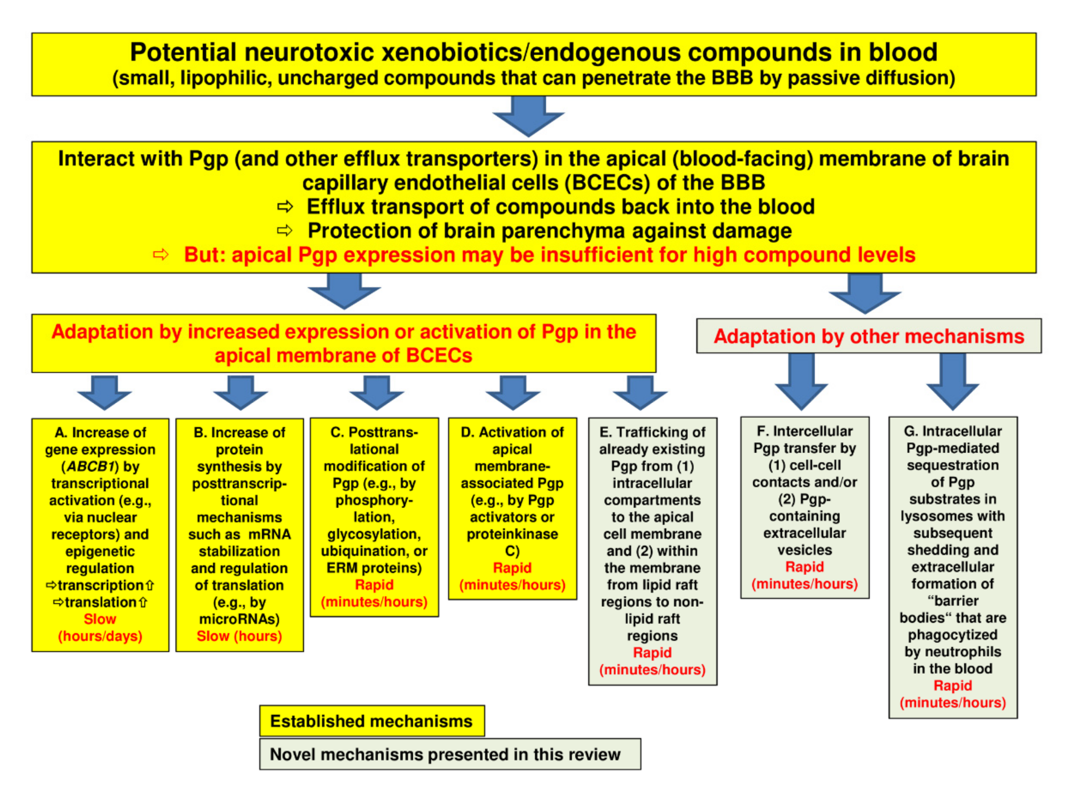 Blood Brain Barrier Encyclopedia