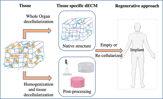 Ecm Decellularization Methods Encyclopedia Mdpi