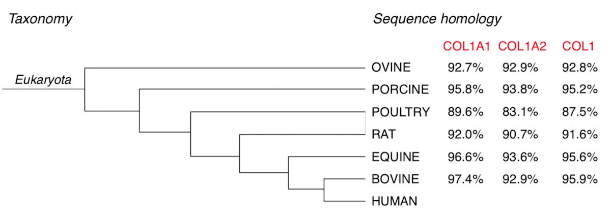 Taxonomy and sequence homology of selected mammalian collagen compared to human collagen.