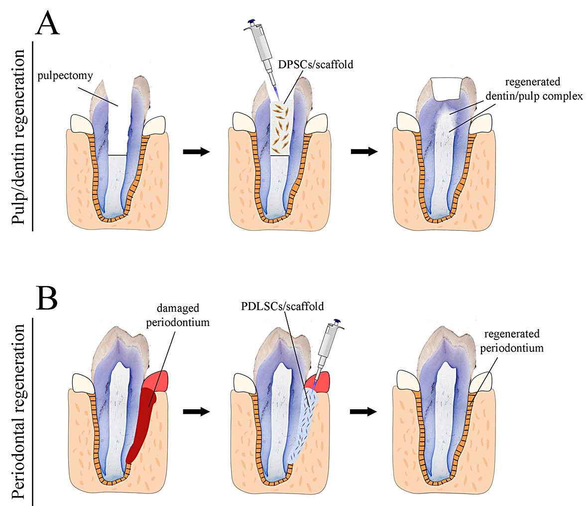 Novel Biological And Technological Platforms For Dental Clinical Use ...