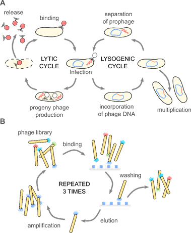 bacteriophage life cycle