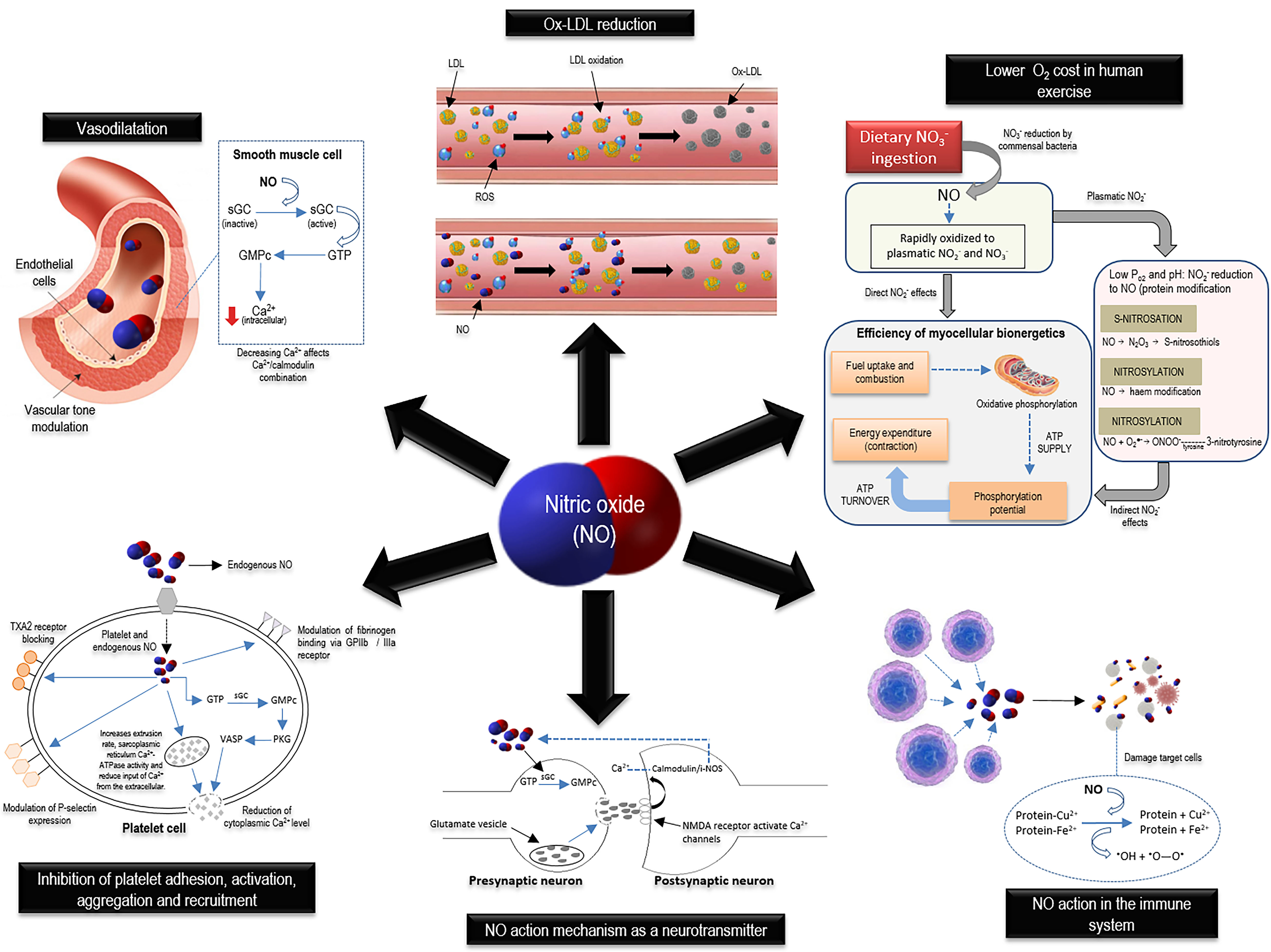 Figure 3. Physiological role of nitric oxide in smooth muscle tissue vascular tone maintenance, synaptic transmission, cellular defense, hemostatic-thrombotic balance, and mitochondrial function. ATP, adenosine triphosphate; ATPase, adenosine triphosphatase; Ca2+, calcium; Cu2+, copper; Fe2+, ferrous iron; GMPc, guanosine monophosphate cyclic; GPIIb, glycoprotein IIb; GPIIIa, glycoprotein IIIa; GTP, guanosine-5’-triphosphate; iNOS, inducible nitric oxide synthase; LDL, low-density lipoprotein; N2O3, dinitrogen trioxide; NMDA, N-methyl-D-aspartate; NO, nitric oxide; NO2-, nitrite; NO3-, nitrate; O2, oxygen; ONOO-, peroxynitrite; Ox-LDL, oxidized low-density lipoprotein; PKG, protein kinase G; PO2, pressure of oxygen; ROS, reactive oxygen species; sGC, soluble guanylate cyclase; TXA2, thromboxane A2; VASP, vasodilator-stimulated phosphoprotein.