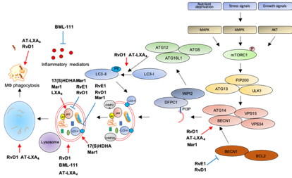 Soluble epoxide hydrolase deficiency attenuates lipotoxic cardiomyopathy  via upregulation of AMPK-mTORC mediated autophagy - ScienceDirect