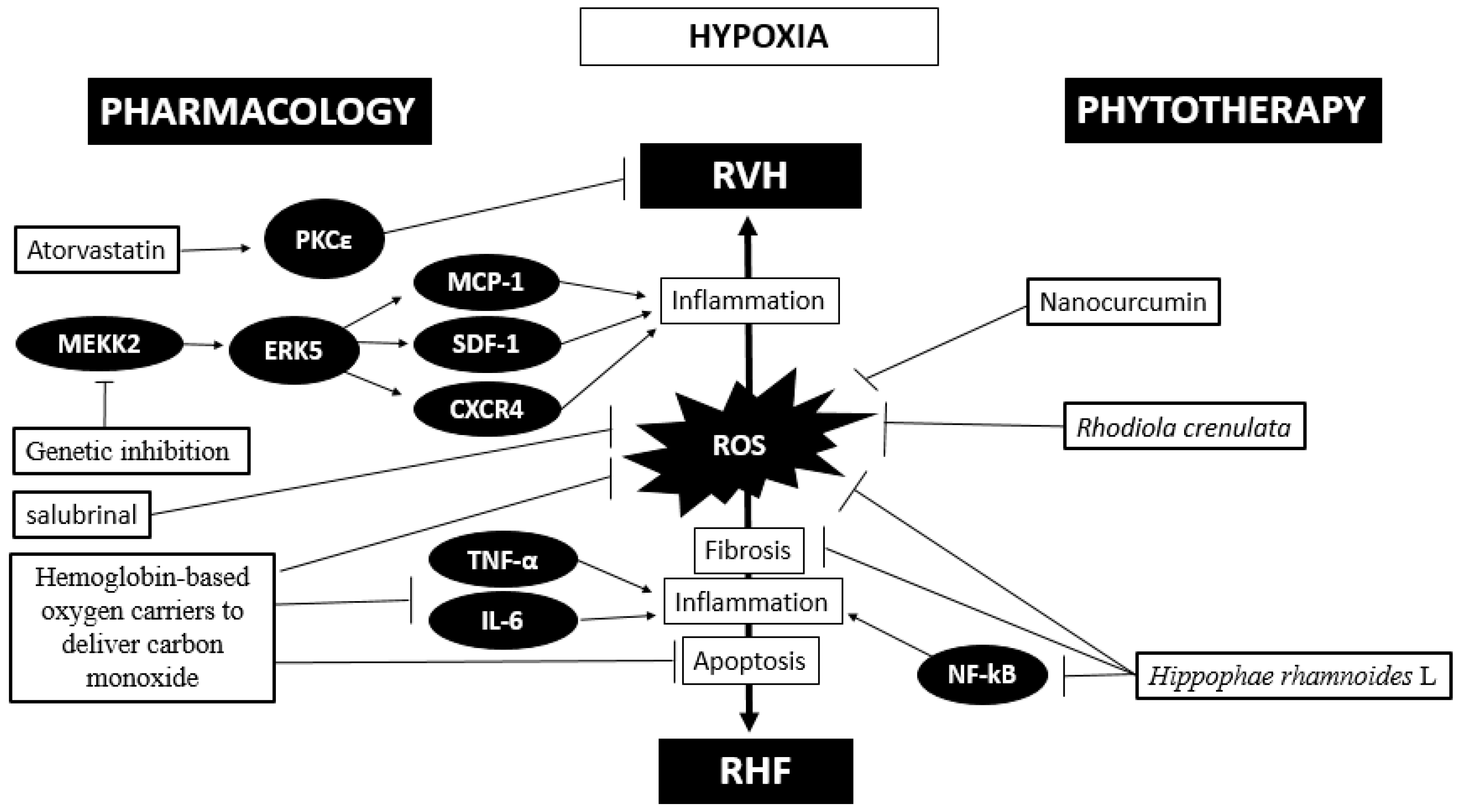 Frontiers  Impact of High-Altitude Hypoxia on Bone Defect Repair