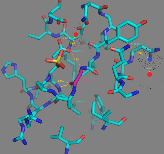 Figure S7. G248 residue surrounding according to NCaMP7 X-ray structure (PDB ID - 6XW2). H-bonds are shown as dash lines between G248 (in magenta) and E251, E251 and calcium ion from EF3 (as red dots), G248 and L252, Q282 and water molecule (as blue dots), water molecule and calcium ion from EF4 (as red dots). 