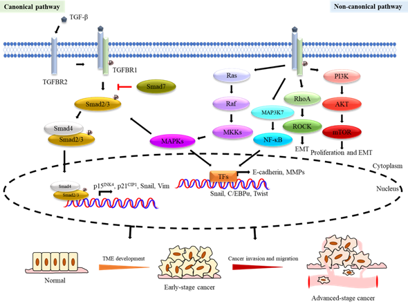 Transforming Growth Factor B Encyclopedia