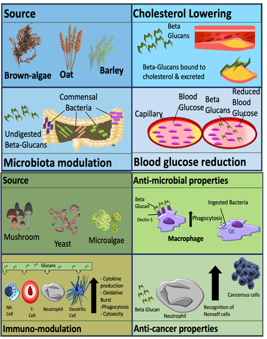 βGlucans Encyclopedia MDPI