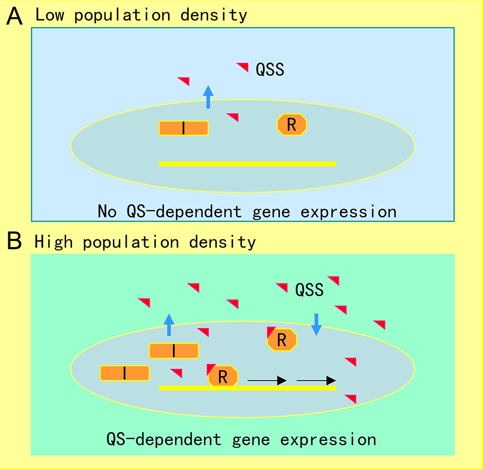Figure 1. Illustration of quorum sensing (QS) mechanism in microorganisms. (A) At low cell population density, bacterial cells produce limited QS signal (QSS) which cannot trigger QS-dependent gene expression. (B) Along with bacterial growth, accumulated QSS interacts with and hence activates its cognate receptor to induce virulence factor production, biofilm formation, and generation of efflux pumps, which aid the pathogen survival in the host by counteracting various possible stresses, including immune responses and antibiotics. Symbols: I represents the QS signal synthase, R is the receptor, and the red triangle indicates QS signal.