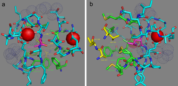 Figure S6. L210 residue hydrogen (a) and hydrophobic (b) contacts according to NCaMP7 X-ray structure (PDB ID - 6XW2). (a) Two H-bonds between L210 (in magenta) and I174 residues are shown as dash lines. (b) Side group of L210 residue (in magenta) is exposed to the hydrophobic pocket which is formed by residues from M13-peptide (A317, I318, and L321, in yellow) and CaM (EF1 and EF2 hands and adjacent to them amino acids) (F163, F166, I174, L179, I199, L210, F215, M218, and M219, in green).  Calcium ions and water molecules are shown as red spheres and blue dots, respectively.