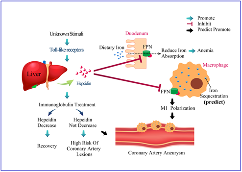 Anemia in disease | Encyclopedia