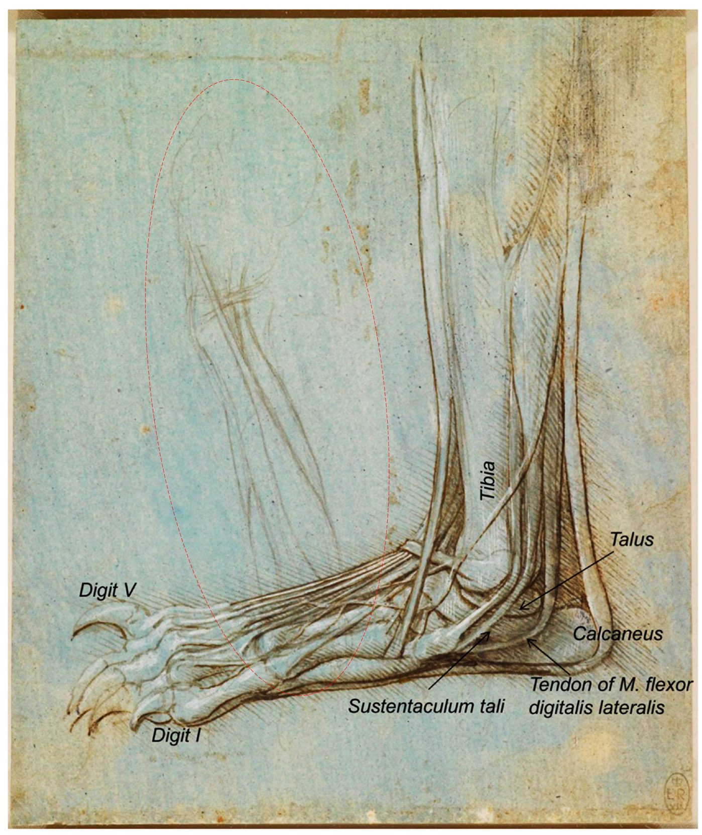 Fig1