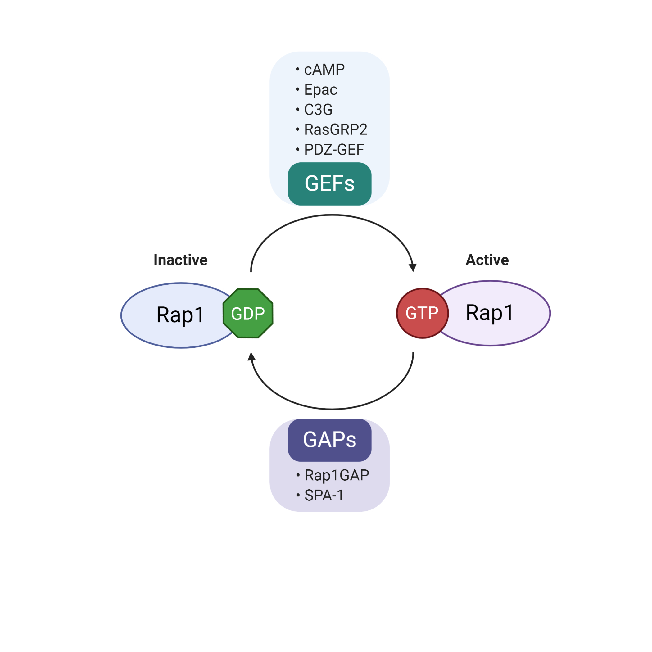 Figure 1: Regulation of Rap1 activity