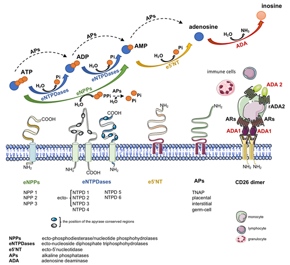 Adenosine Deaminase | Encyclopedia MDPI