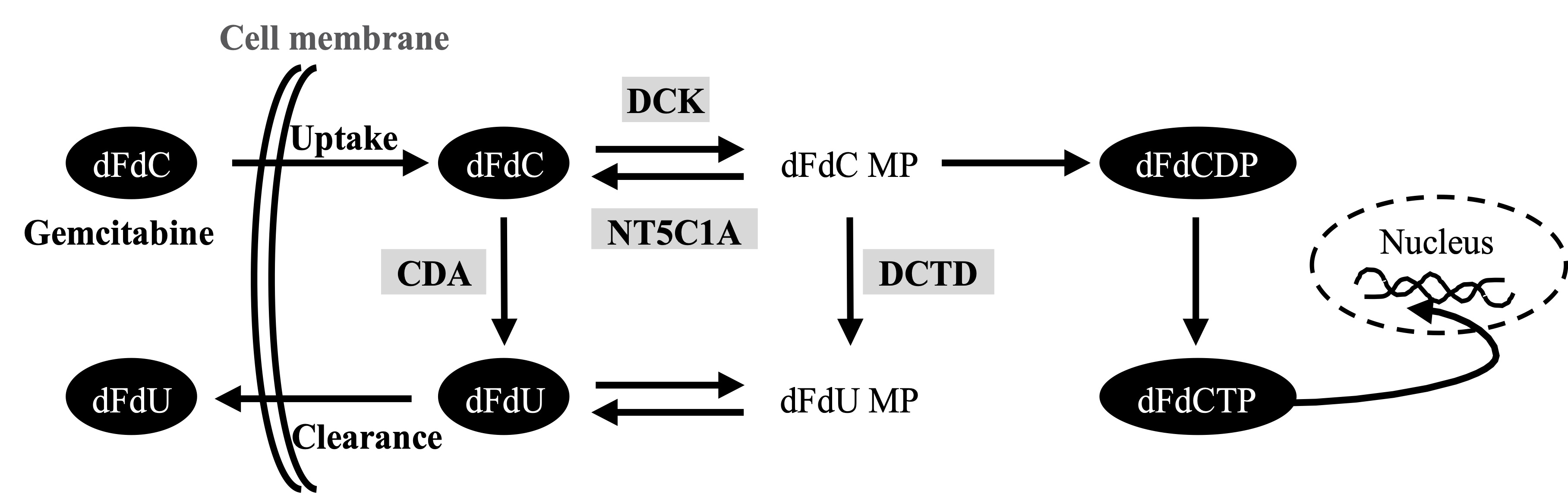 Gemcitabine metabolism pathway