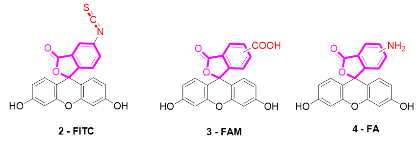 Chemical structures of fluorescein.