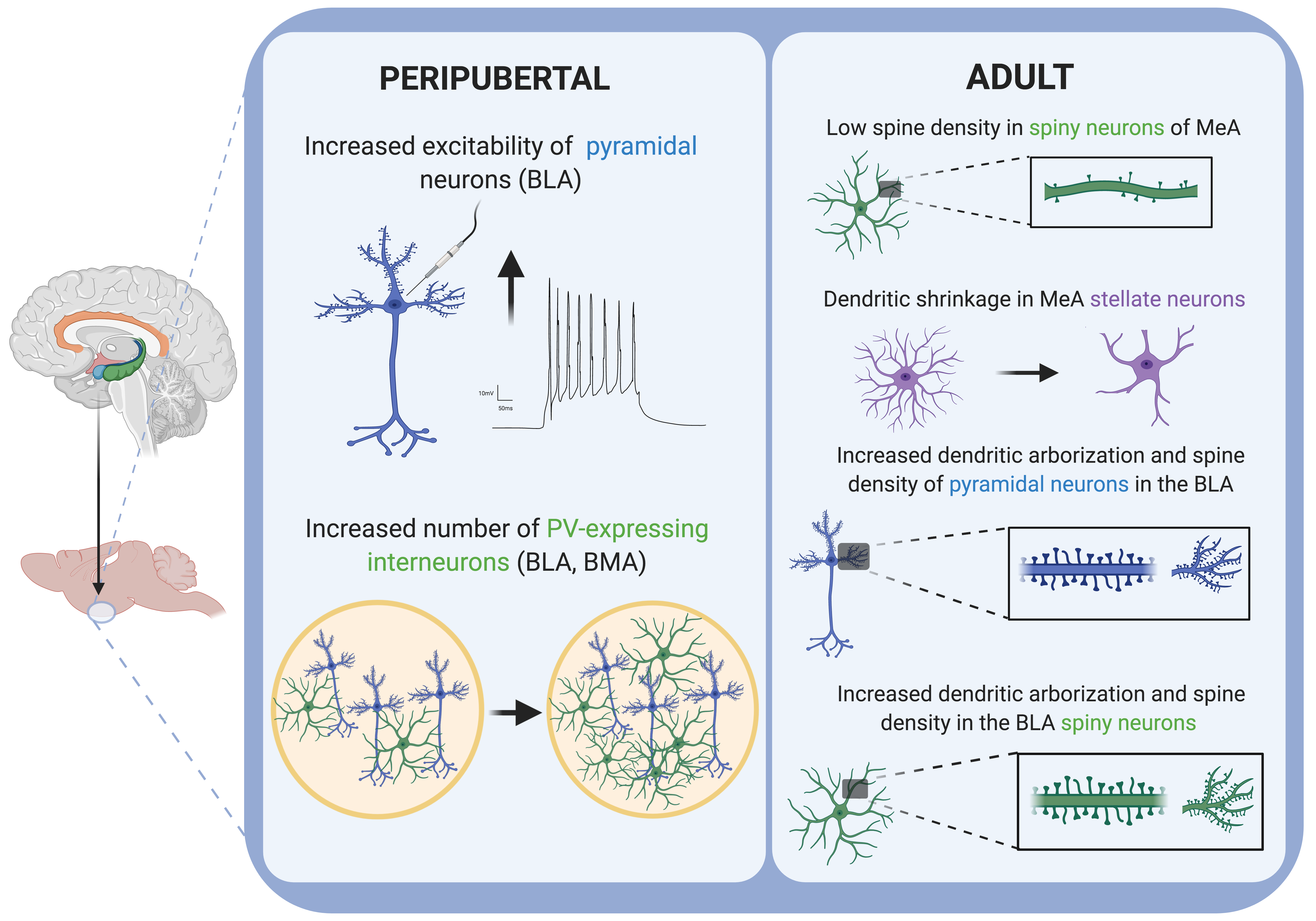 Re-opening Windows: Manipulating Critical Periods for Brain