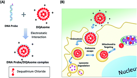 Two-color nanoscopy of organelles for extended times with HIDE probes