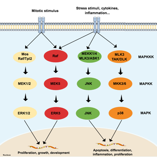 map kinase family        <h3 class=