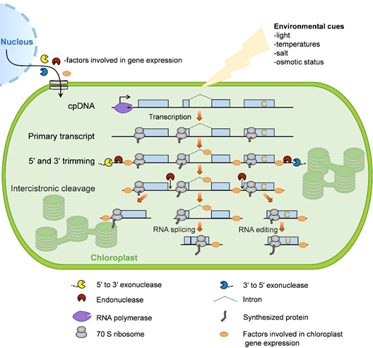 Role Of Chloroplast Gene Expression | Encyclopedia