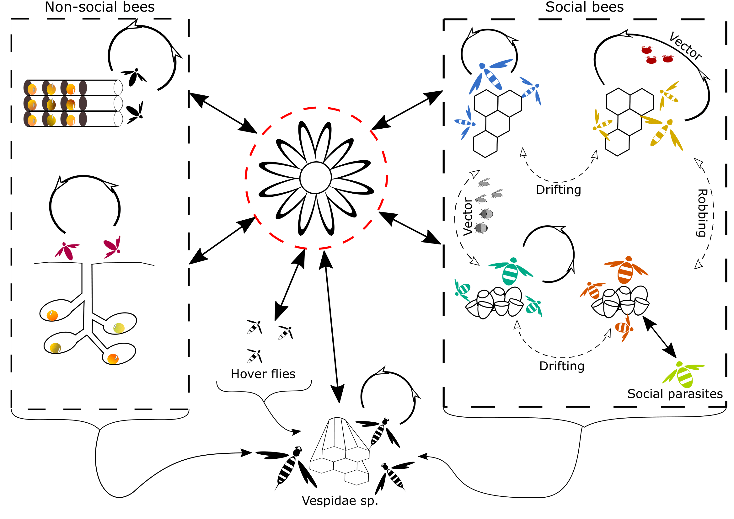 Transmission of viruses of bees