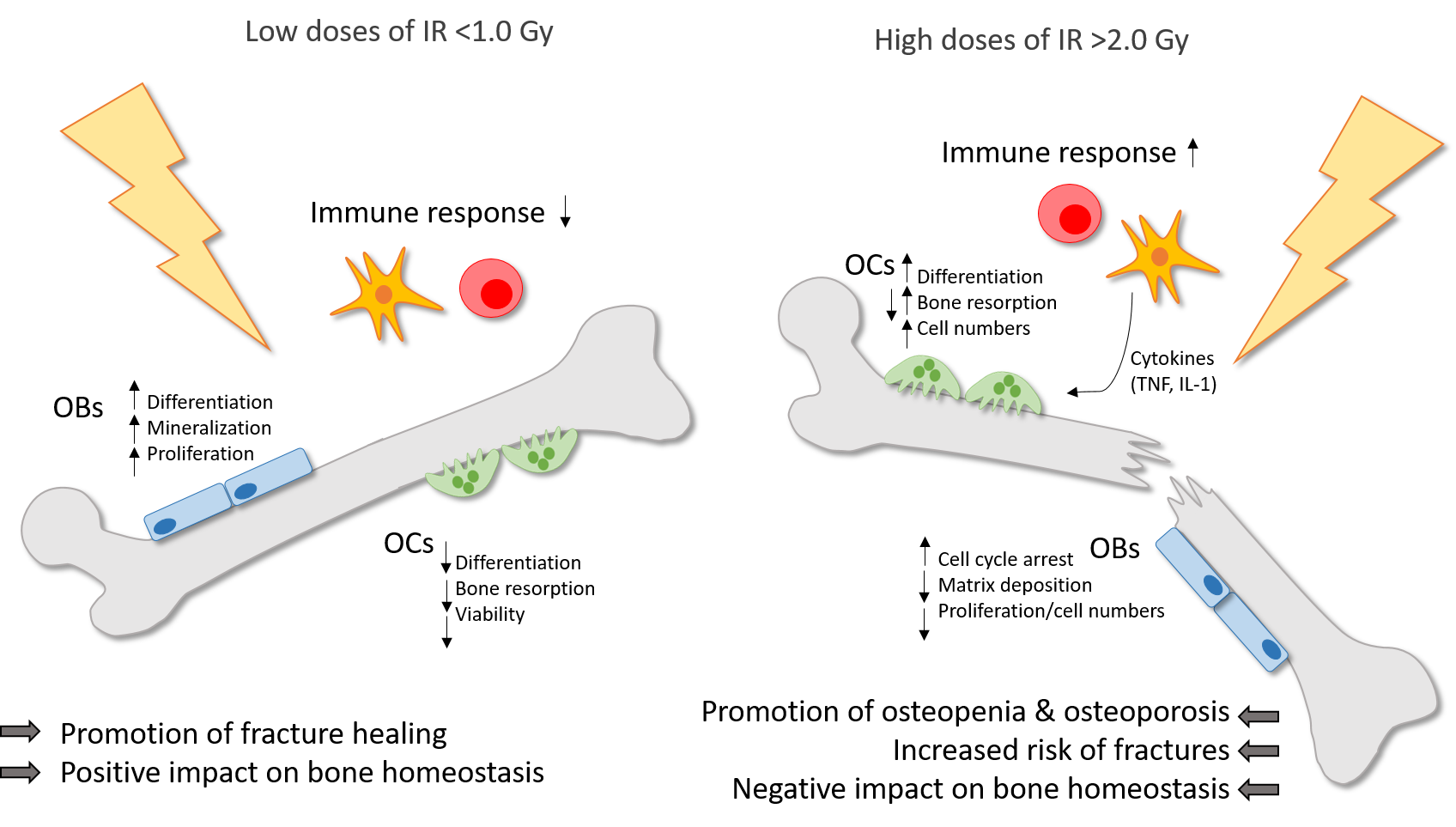 Figure 1. Ionizing radiation (IR) induces differential effects on bone in dependence of the dose. Low doses of IR (<1.0 Gy) are commonly applied for the therapy of chronic degenerative and inflammatory diseases and can counteract the destructive processes on bone with a positive impact on bone homeostasis and a promotion of fracture healing. Preexisting inflammatory processes are downregulated by low doses of IR. Also, the differentiation, mineralization and proliferation of OBs is stimulated. On the contrary, the differentiation, viability and bone resorbing capacity of OCs is reduced. In high doses (>2.0 Gy), IR is applied usually in cancer therapy and has a negative impact on bone homeostasis with a higher risk of osteopenia and osteoporosis and finally an increased fracture risk. In OCs, the differentiation, bone resorption and cell numbers are enhanced, whereas in OBs, the matrix deposition and proliferation rate in reduced and cell cycle arrest is induced. Also, high doses of IR induce the secretion of pro-inflammatory cytokines by immune cells, which in turn can stimulate OCs.