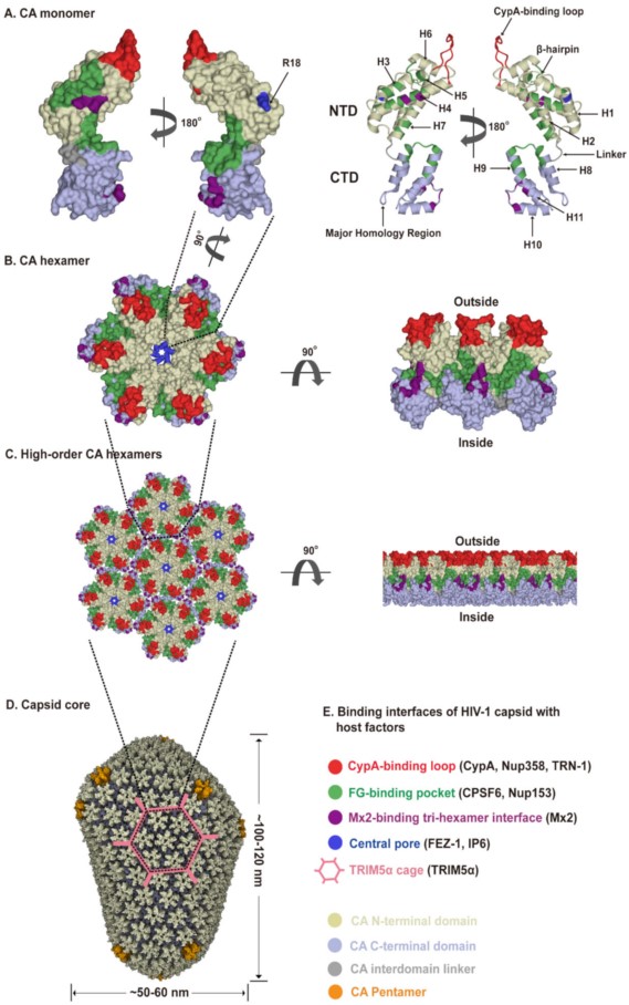 Human Immunodeficiency Virus Type 1 | Encyclopedia MDPI