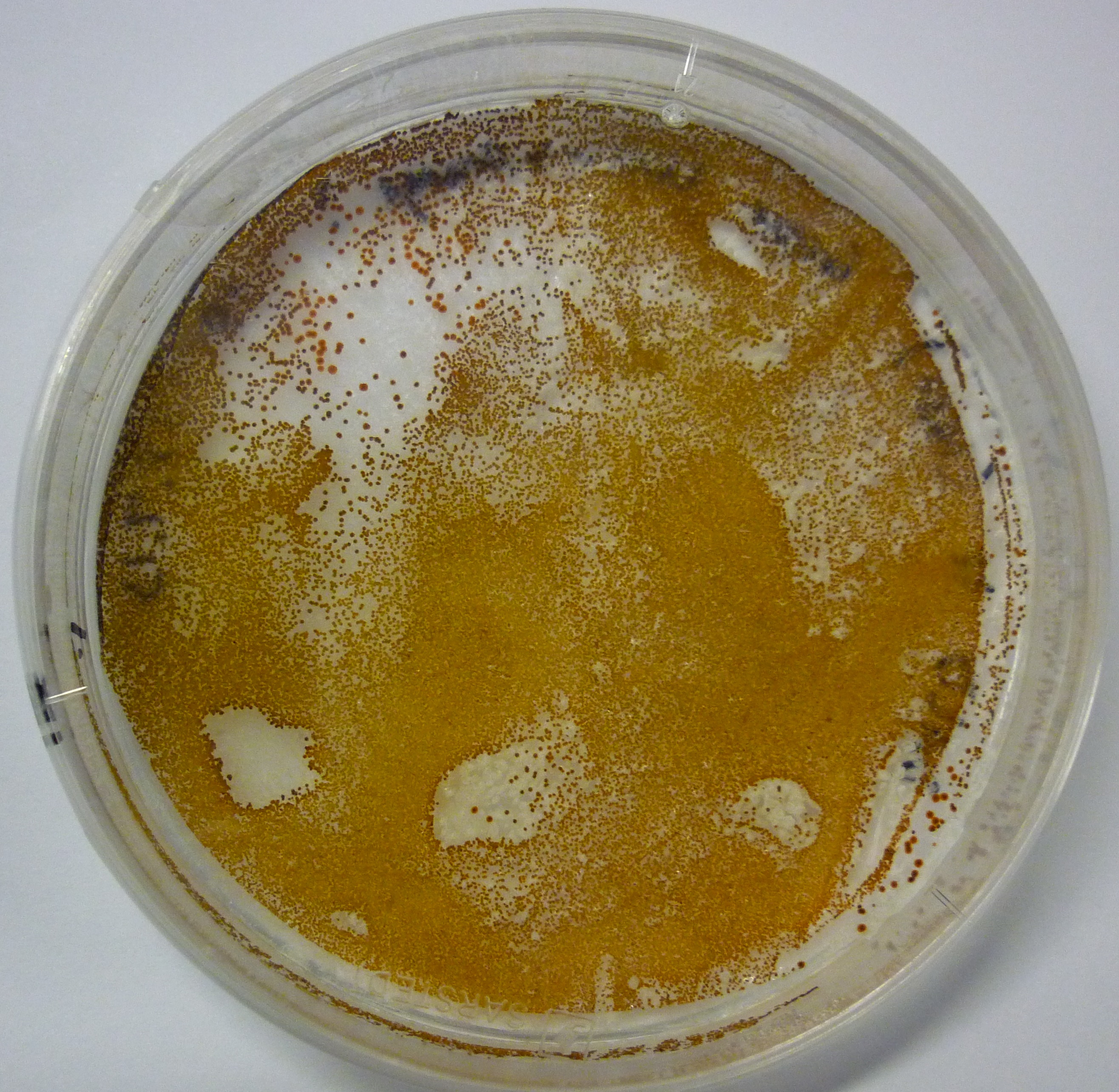 Plate showing lutein producing marine microalga