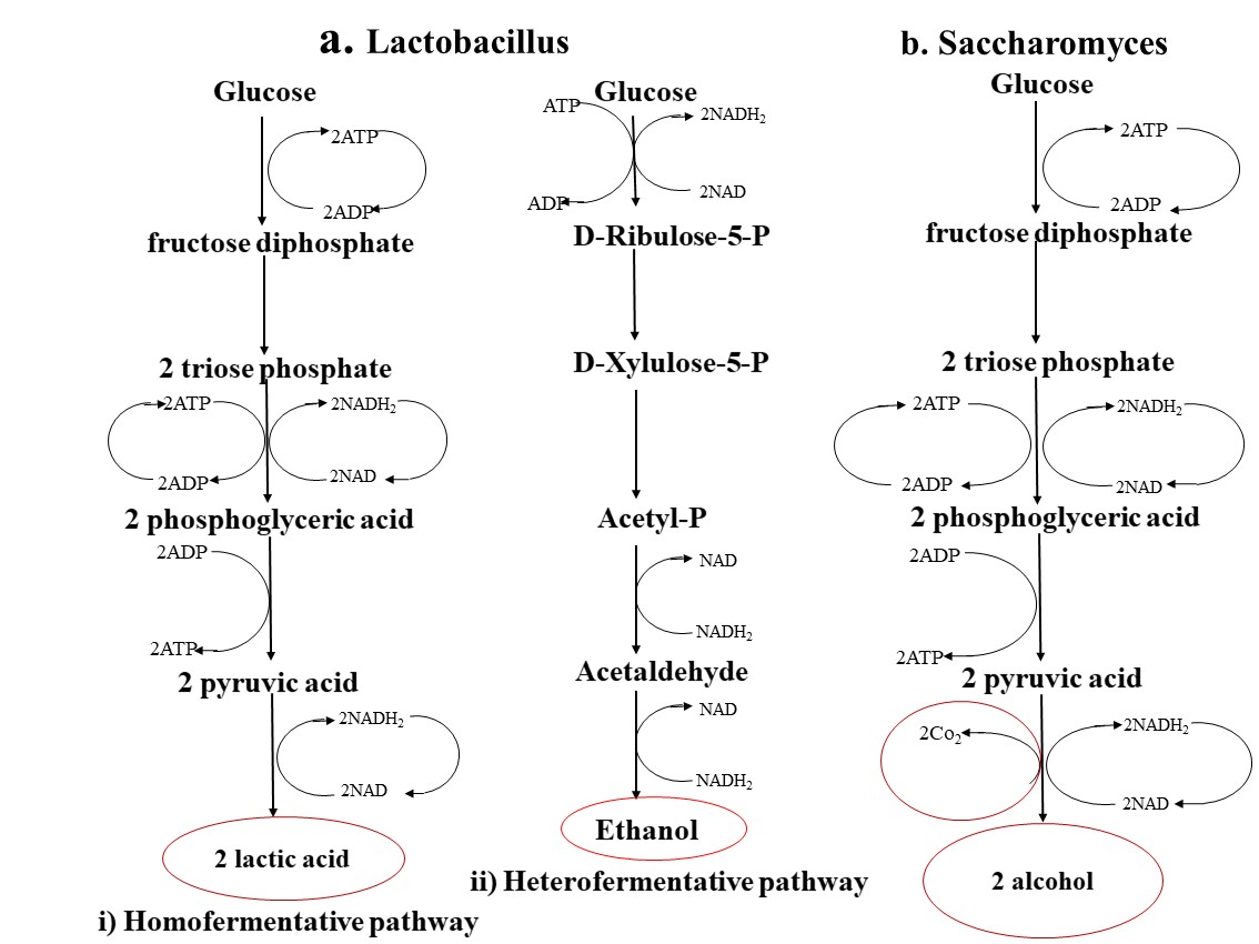 alcohol fermentation and lactic acid fermentation