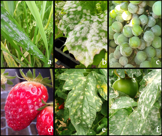 Resistance In Powdery Mildew Fungi | Encyclopedia