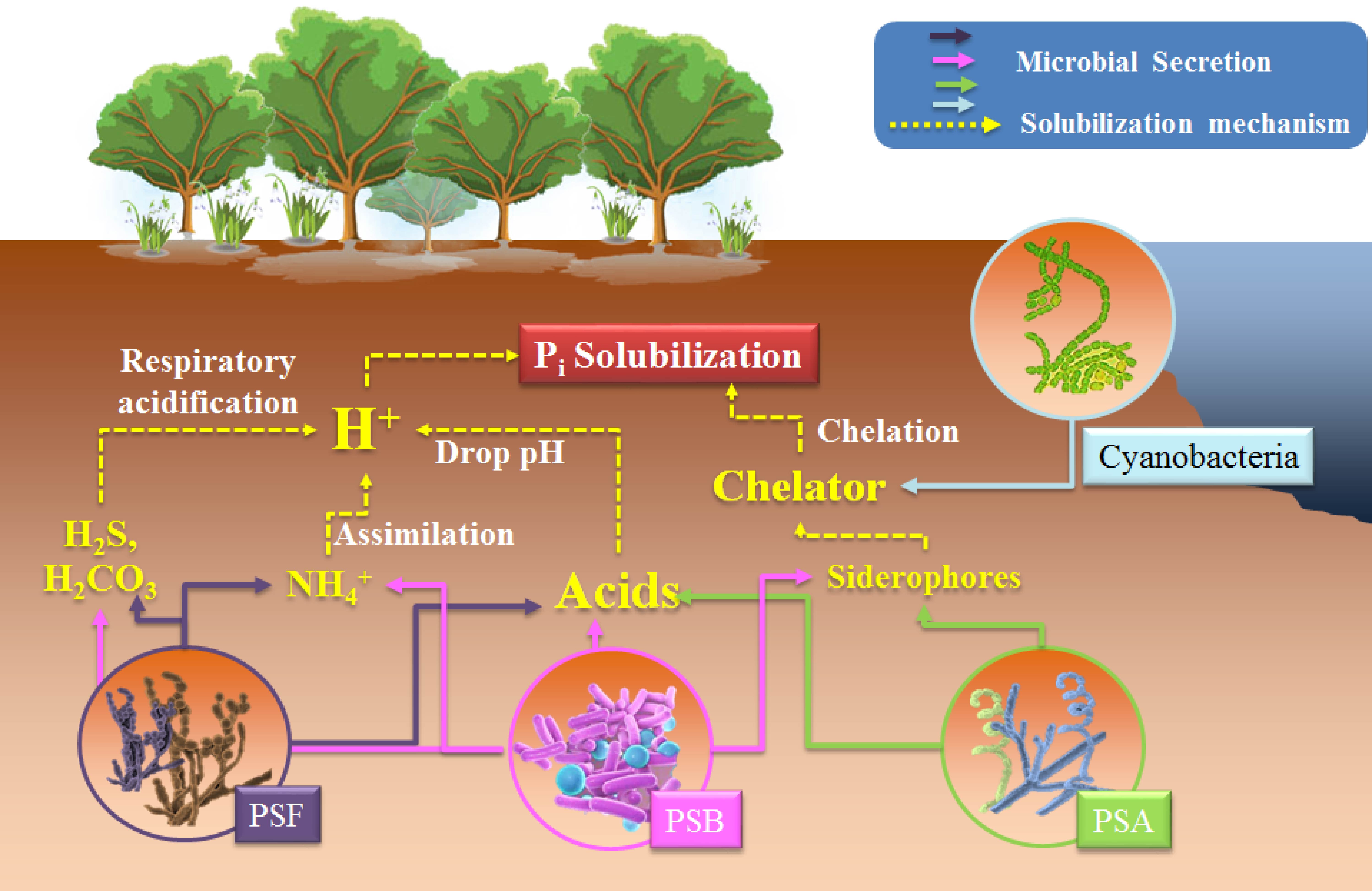 Phosphate Solubilizing Encyclopedia MDPI