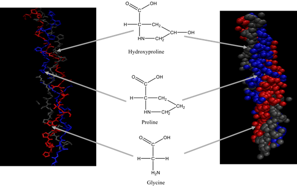 Collagen Structure