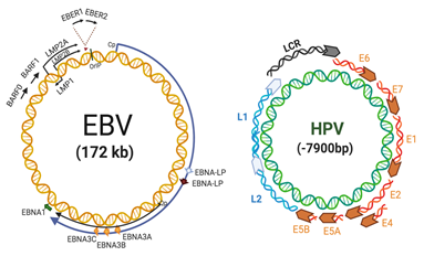 Epstein Barr Virus And Human Papillomavirus Encyclopedia