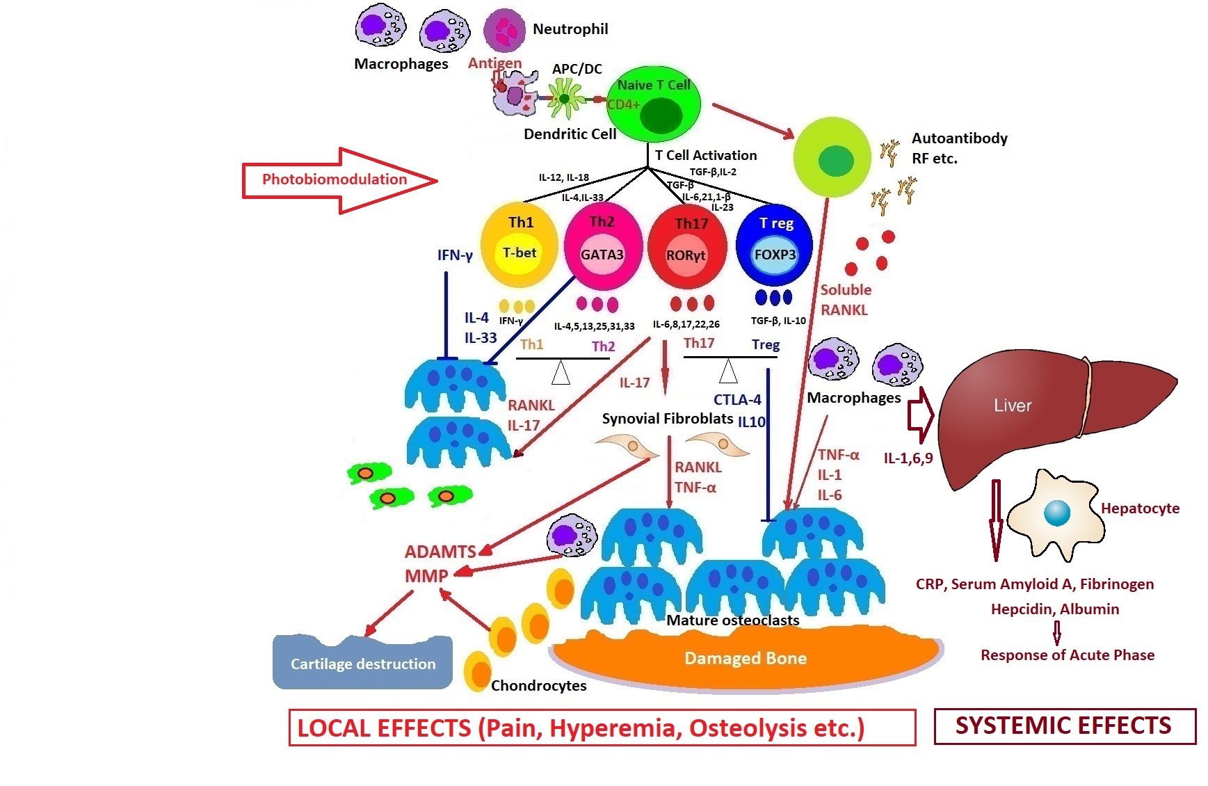 Chronic Arthritis