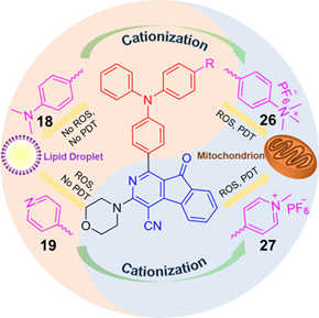 Mitochondrion‐Anchoring Photosensitizer with Aggregation‐Induced Emission  Characteristics Synergistically Boosts the Radiosensitivity of Cancer Cells  to Ionizing Radiation - Yu - 2017 - Advanced Materials - Wiley Online  Library