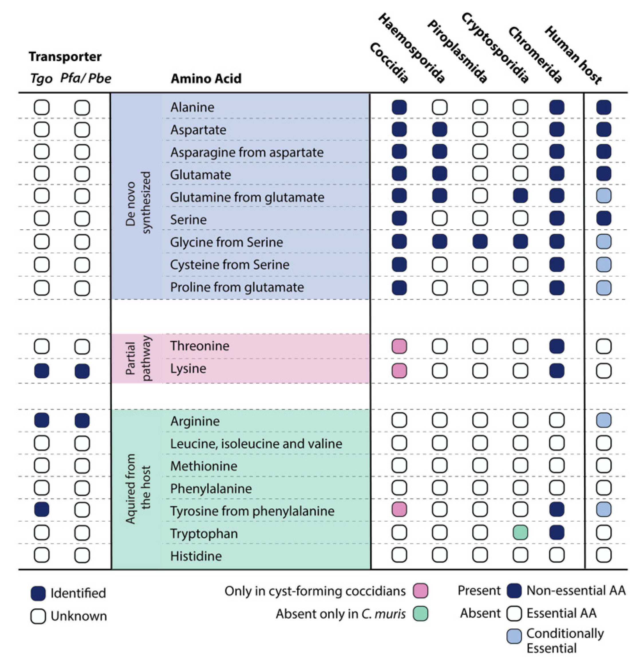 Apicomplexa Plasmodium