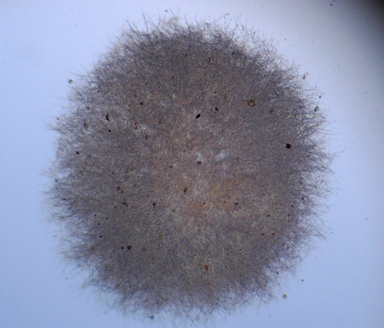 Figure 1. Aspergillus tabacinus pellet