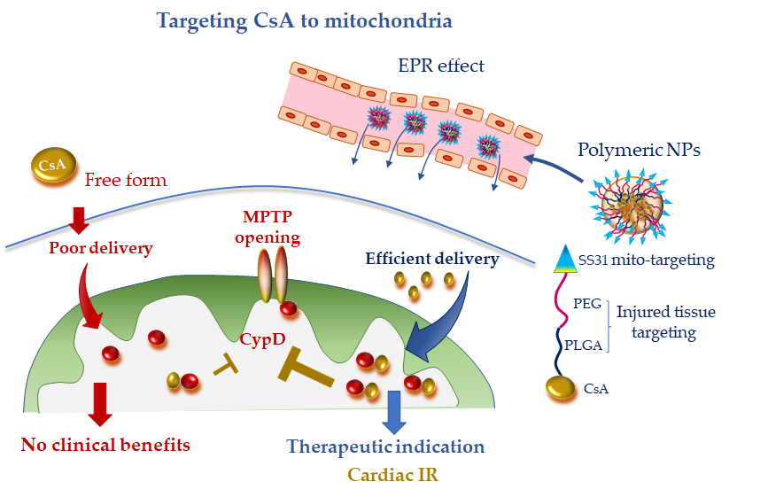 Mitochondria-Targeted Drug In Cardiovascular Disease | Encyclopedia