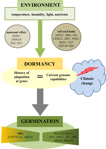 Understanding Seed Ecology And Adaptation