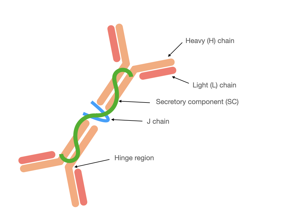 Structure of dimeric SIgA