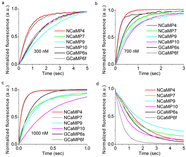 Figure S15. Calcium-association and -dissociation kinetics for the NCaMP7 indicator, its variants, GCaMP6s and GCaMP6f investigated using stopped-flow fluorimetry. (a)-(c) Calcium-association kinetics curves for given GECIs were recorded at 300, 700 and 1000 nM Ca2+-free final concentration. (d) Calcium-dissociation kinetics for respective GECIs was recorded at 1000 nM Ca2+-free starting concentration. Three replicates were averaged for analysis.