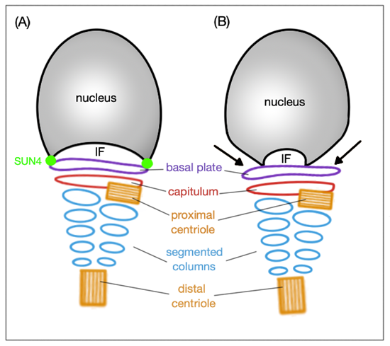 Sperm protein associated with the nucleus, X-linked, family member A1 -  Wikipedia